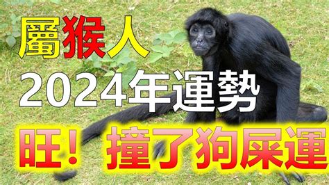 猴子顏色|【猴幸運色】猴年大運勢！揭秘2024屬猴「幸運色」指南